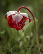 Pitcher plant